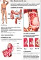 /album/fotogaleria/cancer-de-colon-jpg/